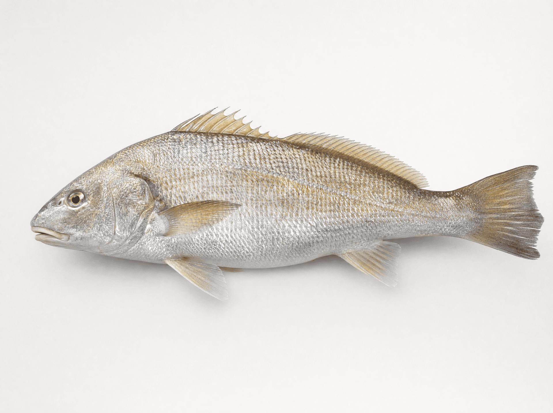 Geelbek (Atractoscion aequidens)