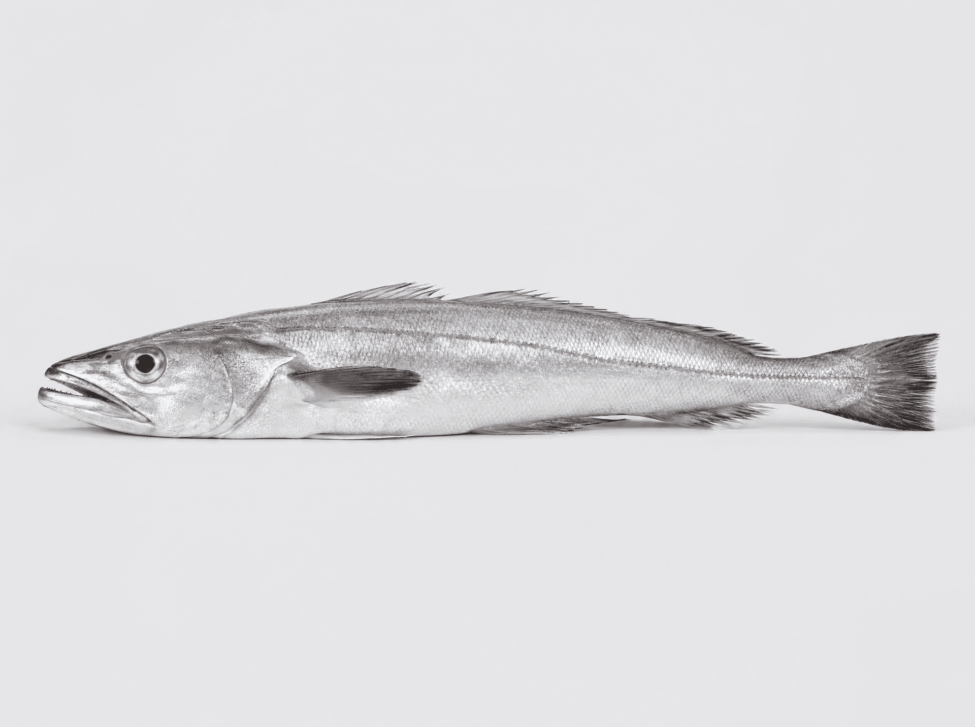 Hake (Merluccius capensis)