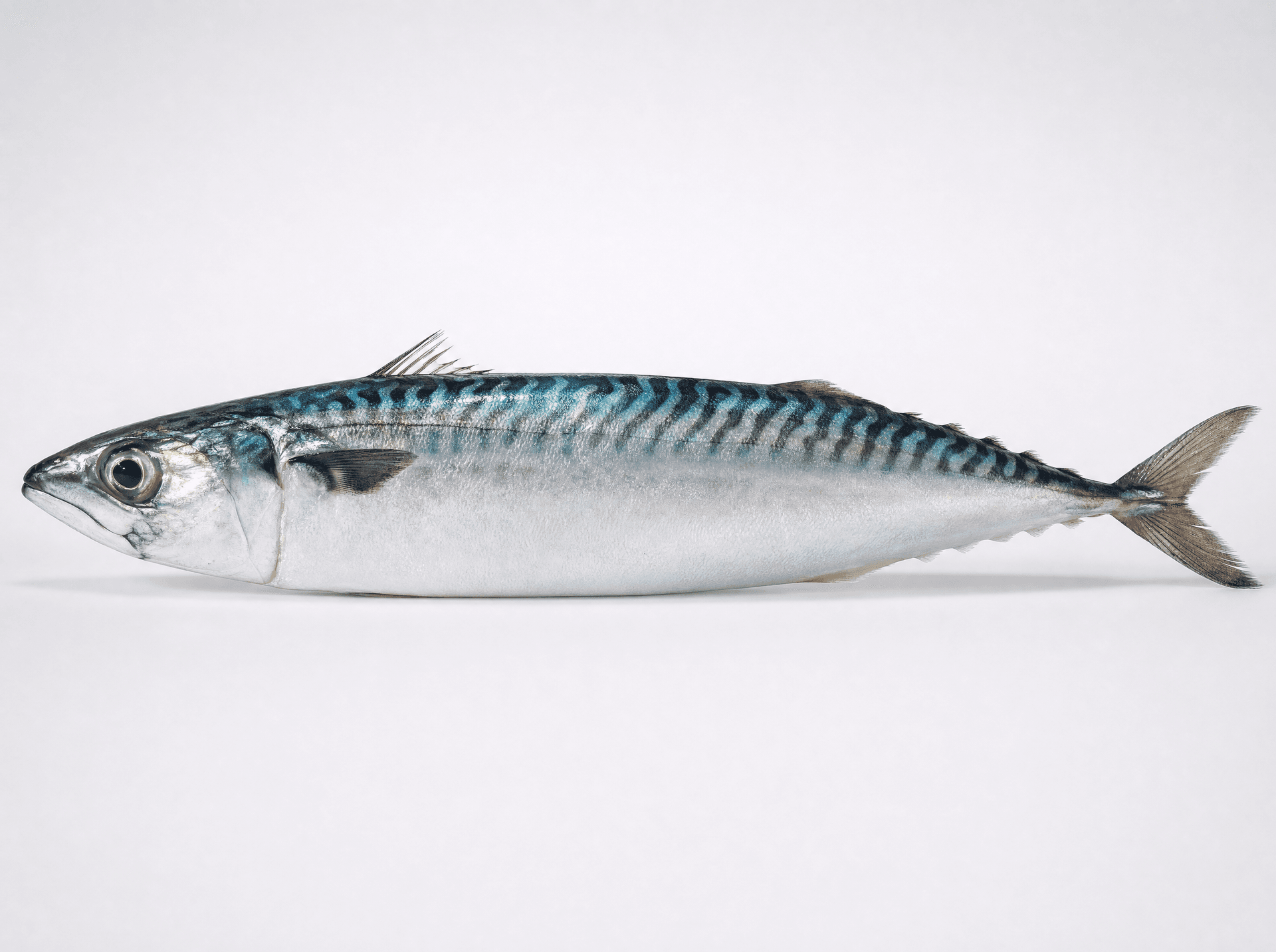 Mackerel (Scomber colias)