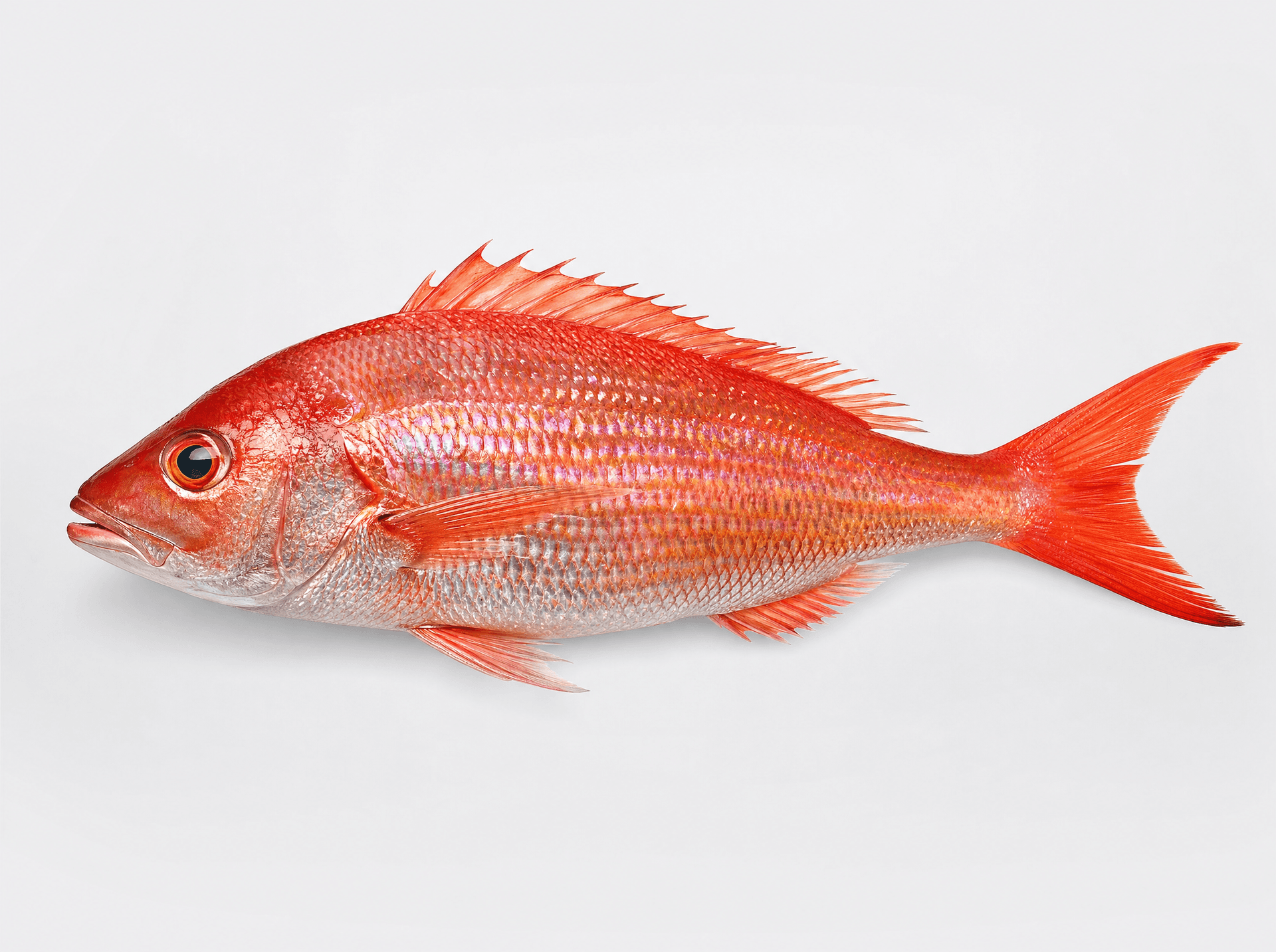 Red Roman (Chrysoblephus laticeps)