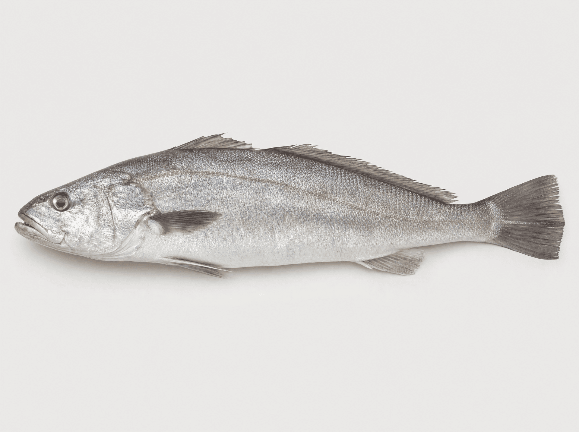 Silver kob (Argyrosomus inodorus)