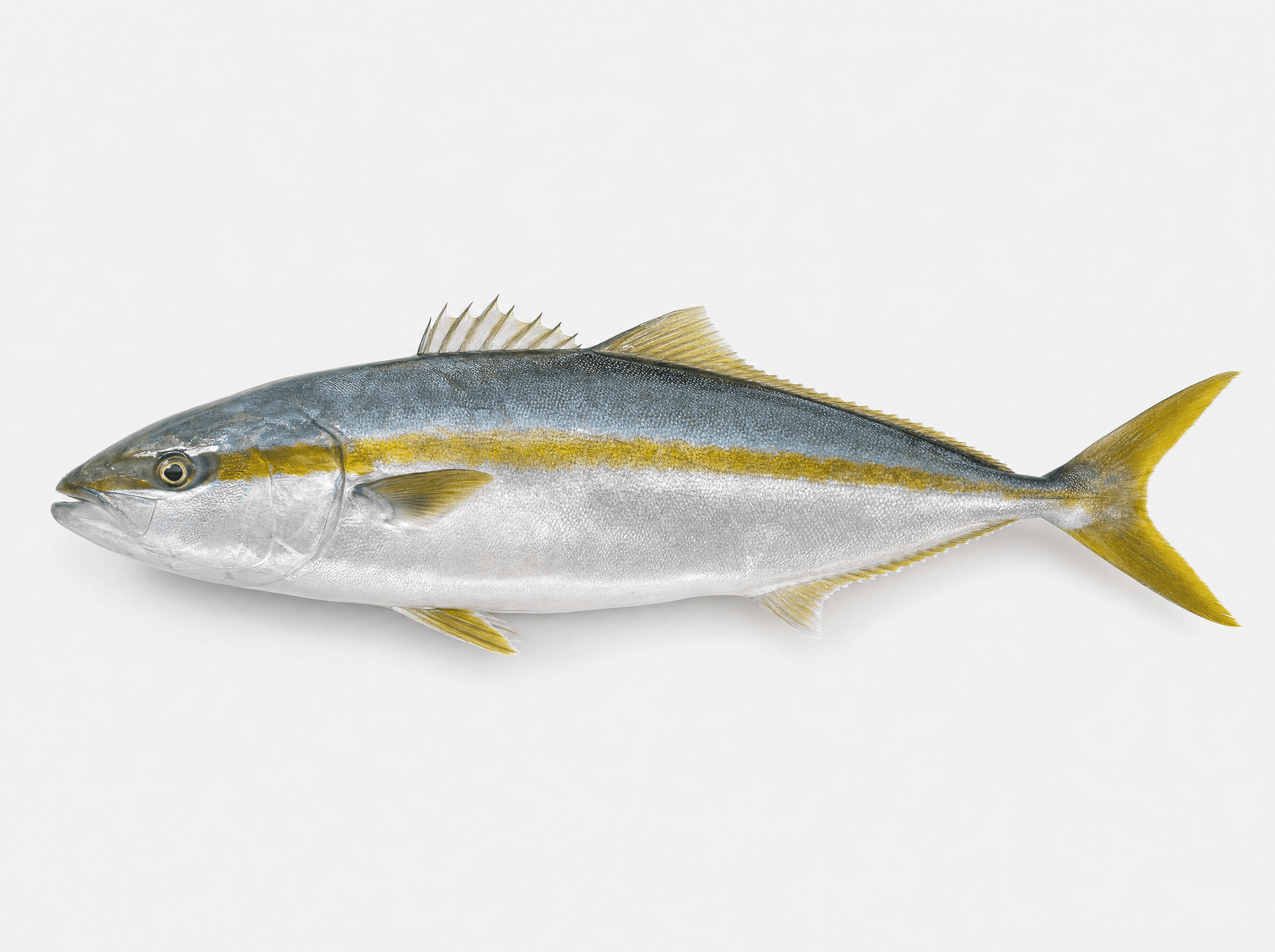 Yellowtail (Seriola lalandi)